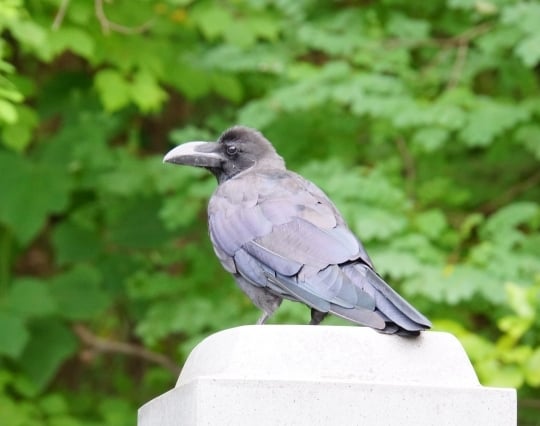 カラスがお墓でお供え物を食べる夢