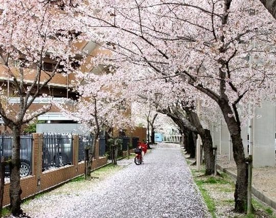 花びらが落ちる夢