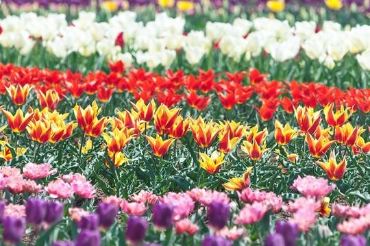 綺麗な花が咲いている夢