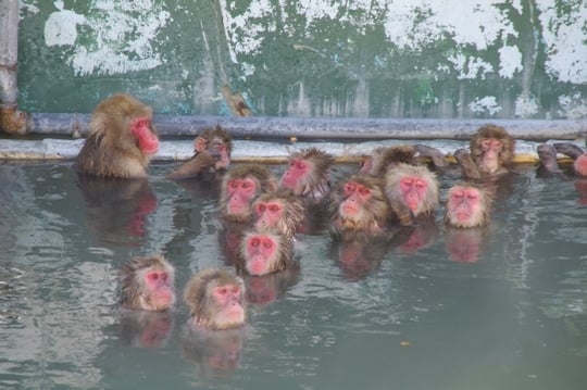 知人や家族とゆったりと温泉につかる夢