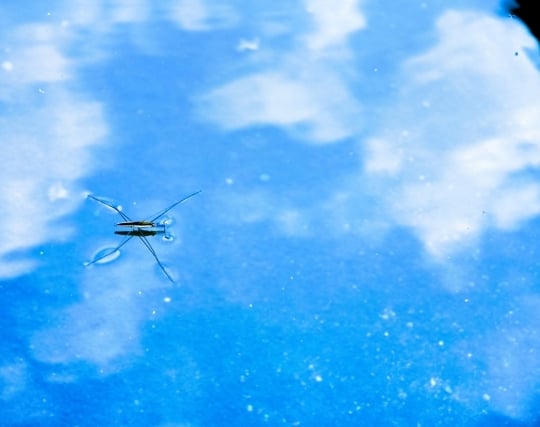 水たまりに写った綺麗な空の夢