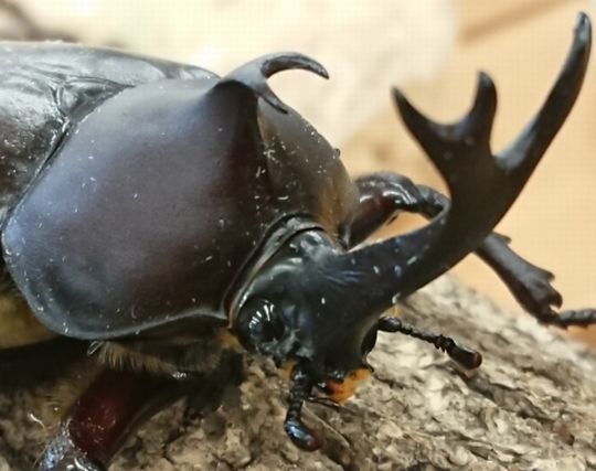 黒いカブトムシの夢