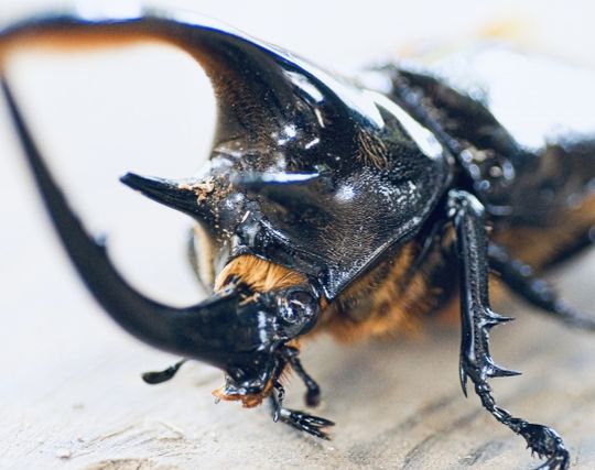 カブトムシに銃で撃たれる夢