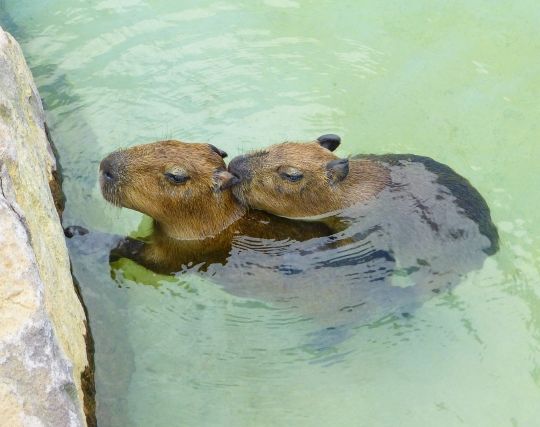 カピバラが交尾する夢