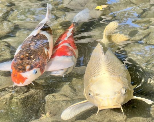 鯉が出産する夢