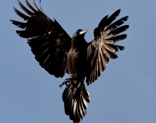 カラスに殺されそうになる夢