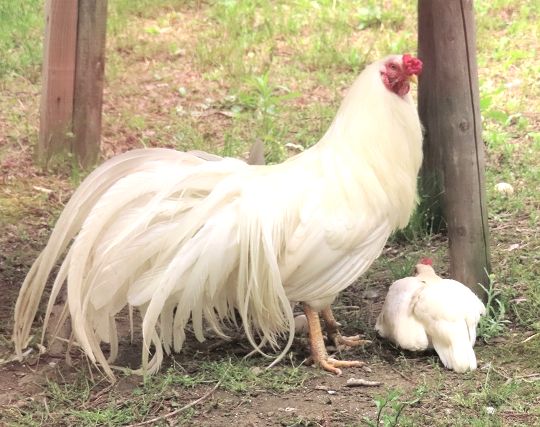 ニワトリが妊娠する夢