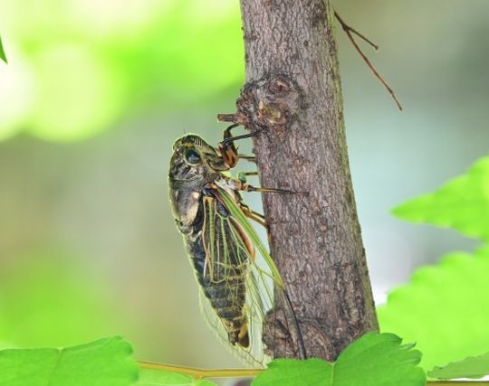 セミが泣く夢