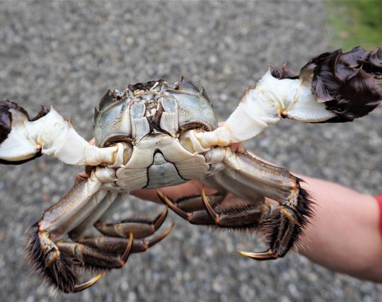 大きな蟹の夢