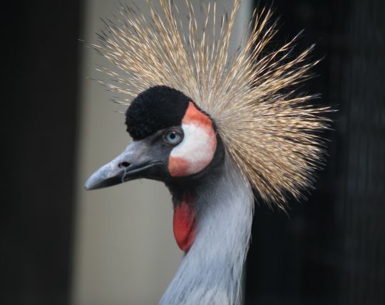 カラフルな鶴の夢