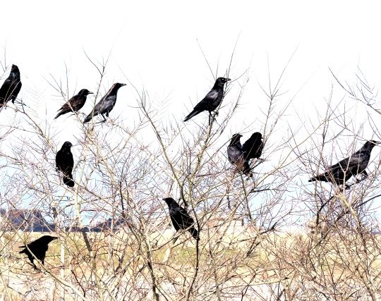 たくさんのカラスの夢