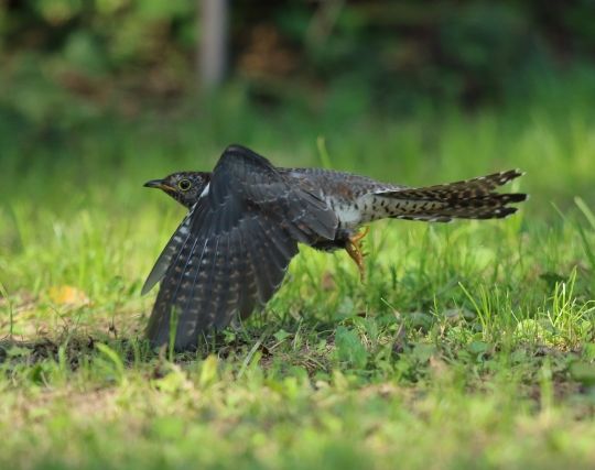 カッコウが追いかけられる夢