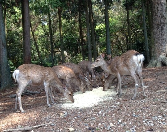 たくさんの鹿の夢