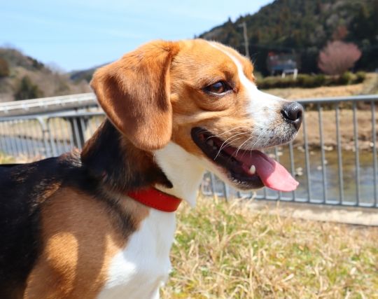 犬が遅刻する夢