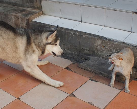 犬が喧嘩する夢