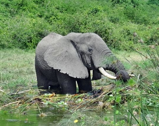 象が草を食べる夢