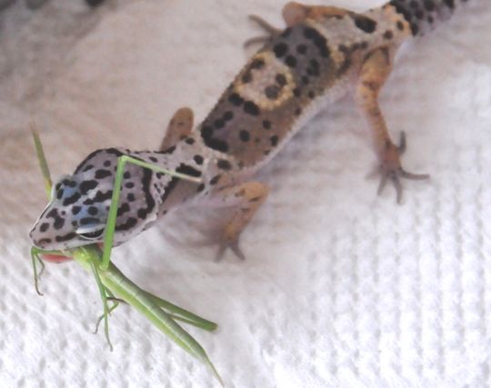 動物が何かに食べられる夢