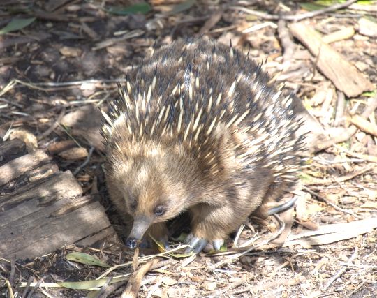 かわいいハリモグラの夢