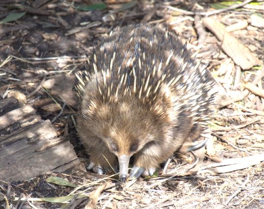 ハリモグラが歩く夢