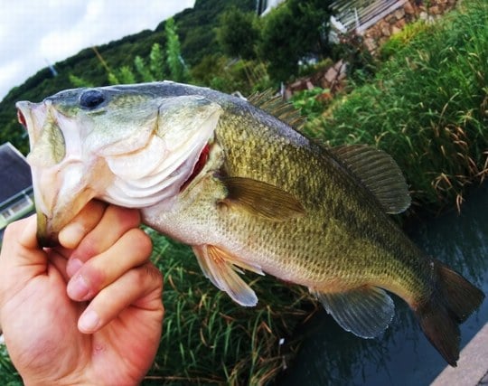 魚を釣り上げる夢