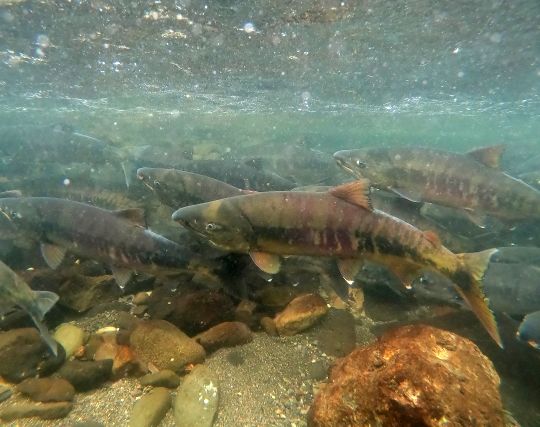 魚が産卵する夢