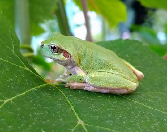 カエルが逃げる夢