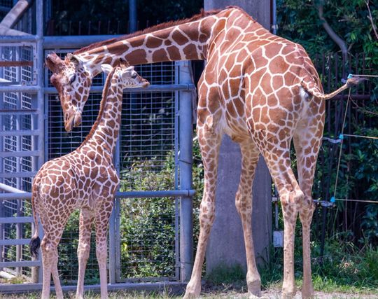 キリンが出産する夢