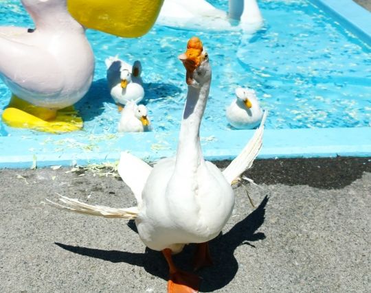 ガチョウが楽しい夢