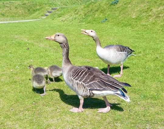 ガチョウが歩く夢