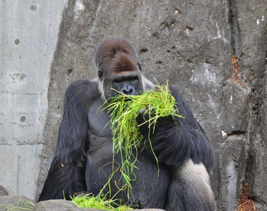 獰猛なゴリラを飼い慣らす夢