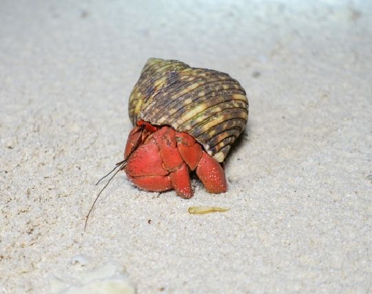 赤いヤドカリの夢