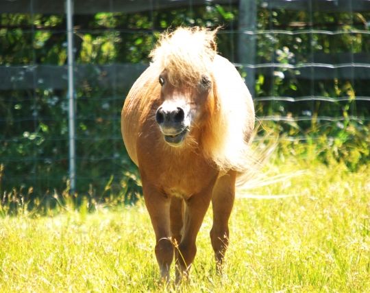 馬から逃げる夢