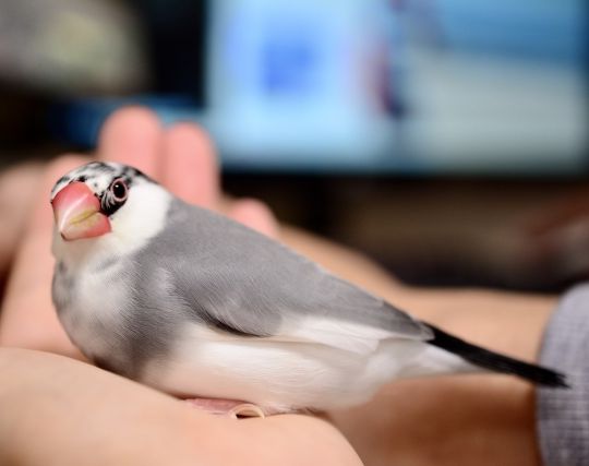 文鳥をかわいがる夢