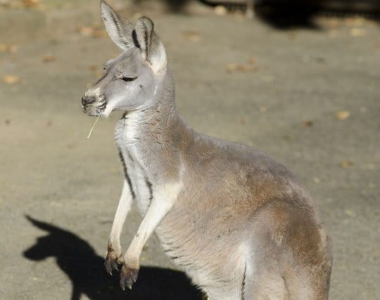 カンガルーになる夢