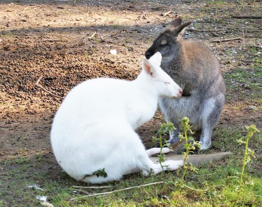 白いカンガルーの夢