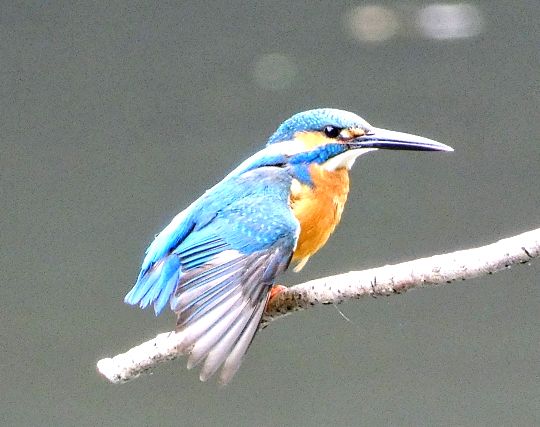 カラフルなカワセミの夢