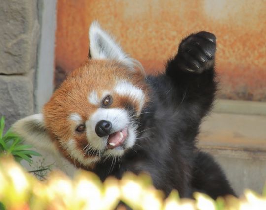 レッサーパンダが楽しい夢