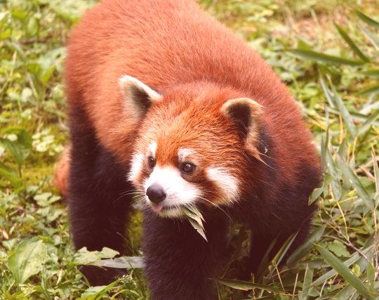 赤茶色のレッサーパンダの夢