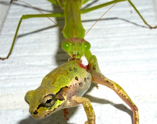 カマキリに襲われる夢