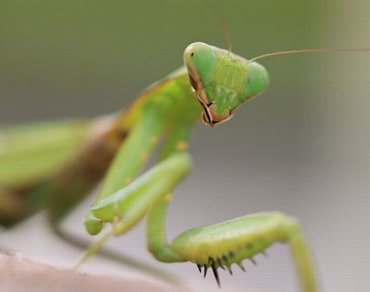 カマキリが怒る夢