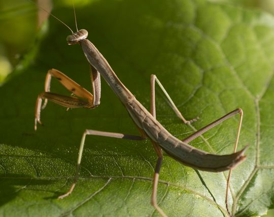 カマキリが自殺する夢