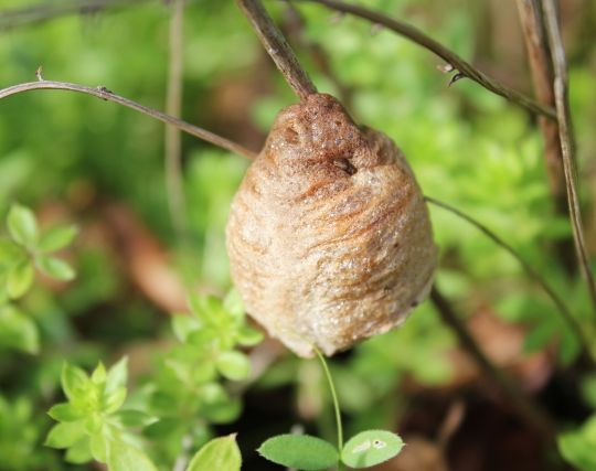 カマキリの赤ちゃんを妊娠する夢