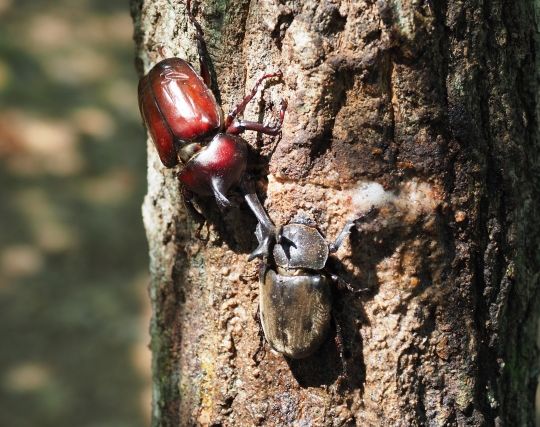 カブトムシにキスされる夢