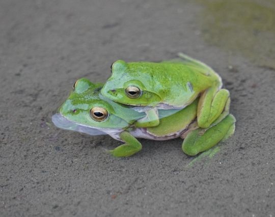 カエルとデートする夢