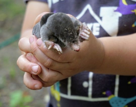 モグラを捕まえる夢