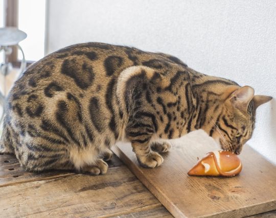 猫に浮気される夢