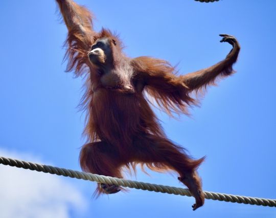 オラウータンが歩く夢