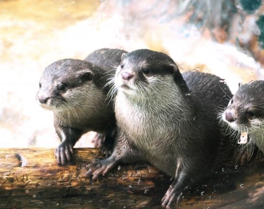 カワウソが結婚する夢