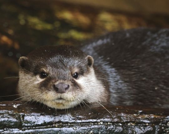 カワウソが現れて喜ぶ夢