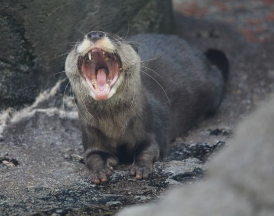 カワウソに脅される夢